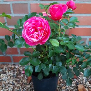 Edelrose rosa